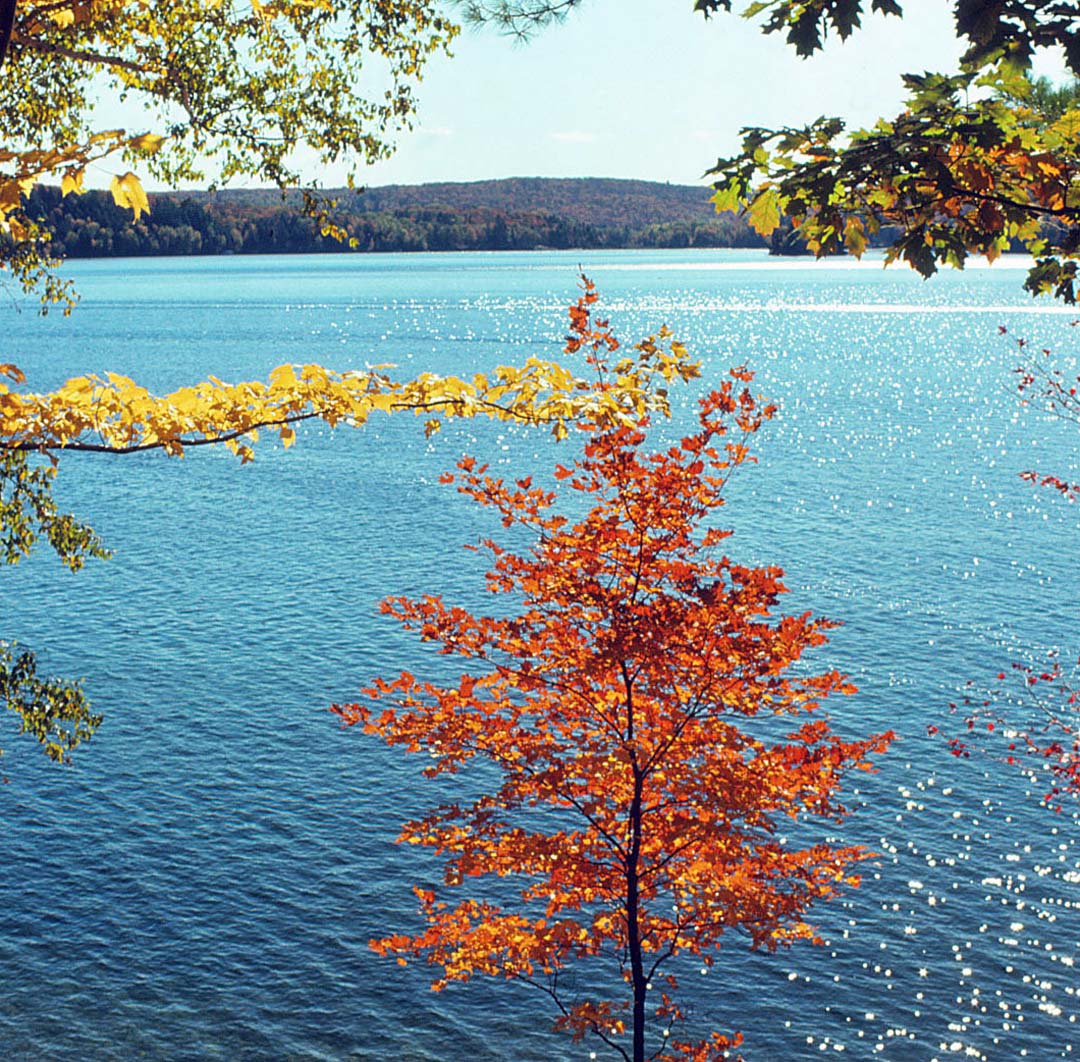 Cameron Lake, Fenelon Falls Through The Trees